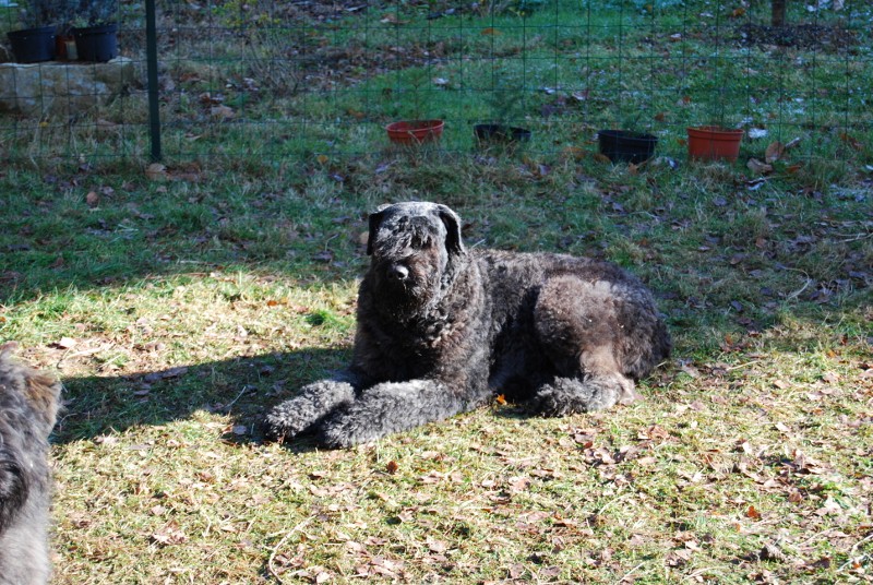 (Sans Affixe) bancha