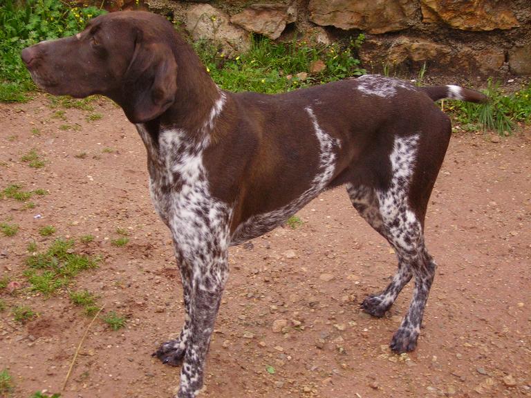 Chana du Pied du Mont