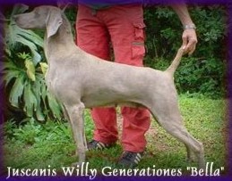 CH. Juscanis Willy generationes