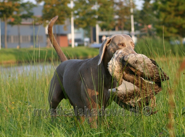 Publication : Mystical Shadows Auteur : Mystical Shadows