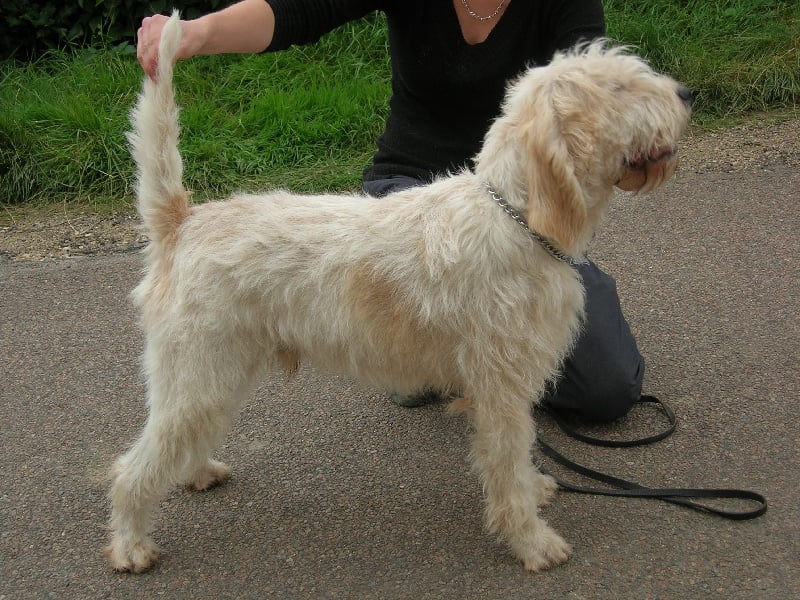 CH. Aiglon du sentier d'Aimeron
