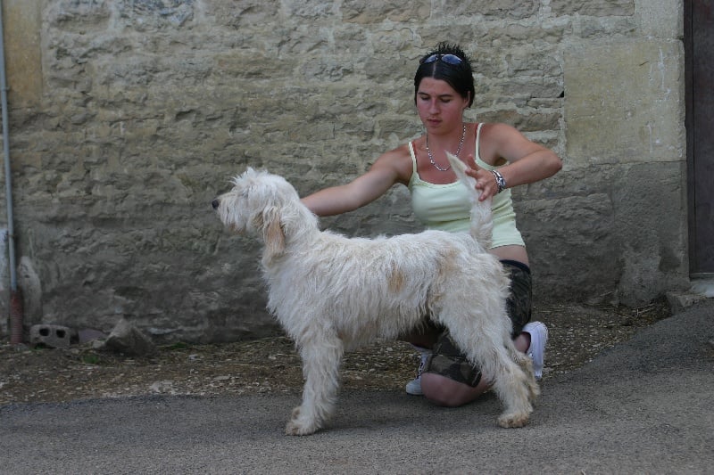 Publication : du sentier d'Aimeron Auteur : ELEVAGE DU SENTIER D'AIMERON