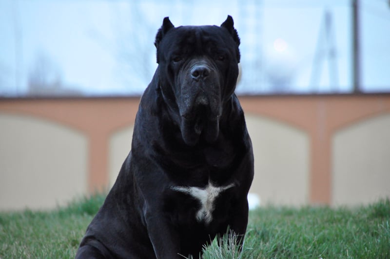 Publication : della Valle degli Orsi Ali Auteur : DENIS ALI