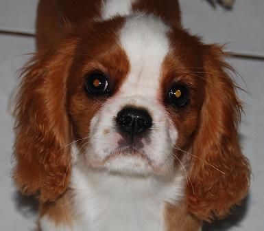 Publication : Des rêves de nomélis