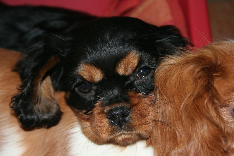 Publication : des pommes d'amour 