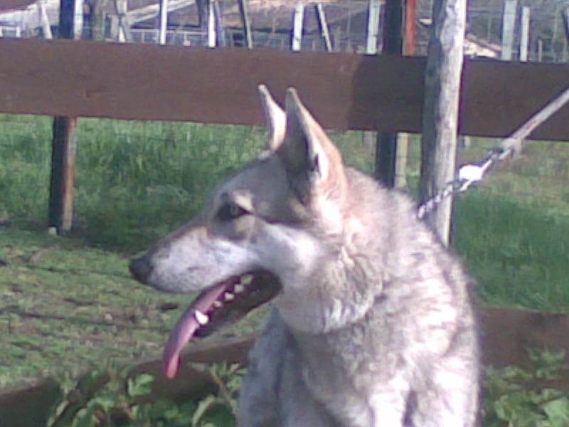 Publication : Des caprices de solmar Auteur : MOI