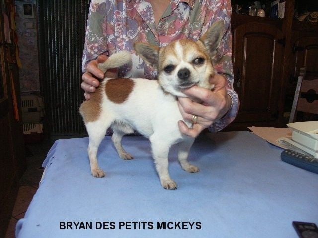 Bryan des Petits Mickeys