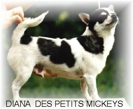 Diana des Petits Mickeys