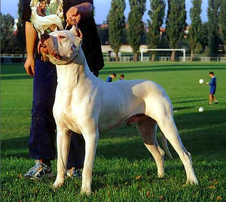 CH. Cedrick Del cavdillo