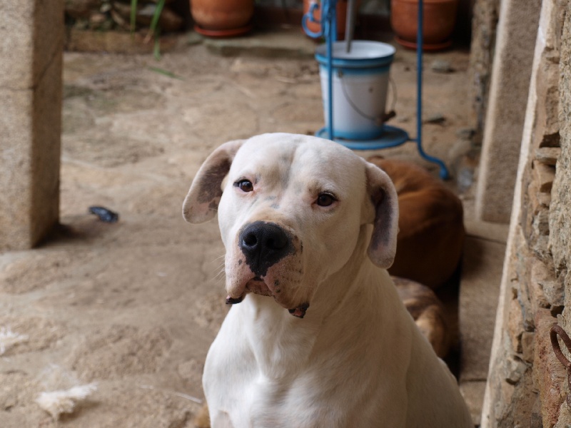 Publication : del Futalaufken Auteur : Nuno Machado