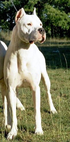 CH. Stigmata de los Hijos de la Luna