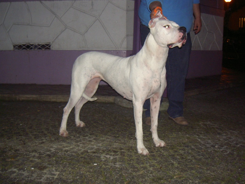 Publication : del Futalaufken Auteur : Nuno Machado