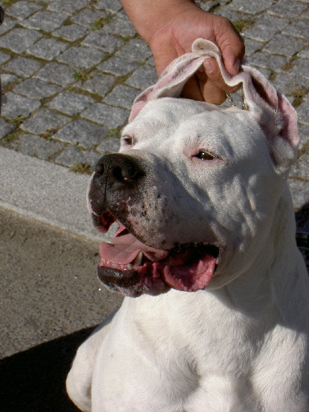 Publication : del Futalaufken Auteur : Nuno Machado