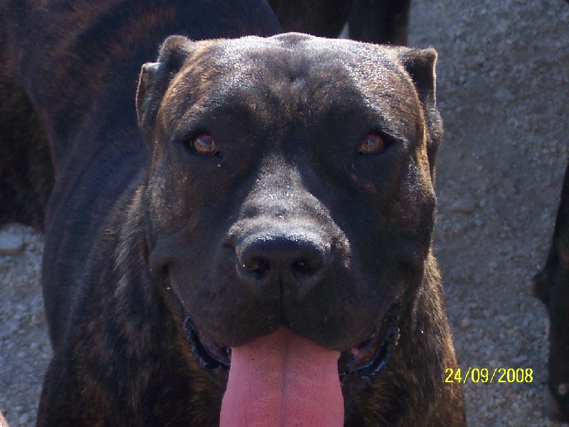 Publication : de la feuille de vigne 