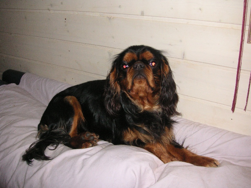 Publication : des Kings des pins parasols