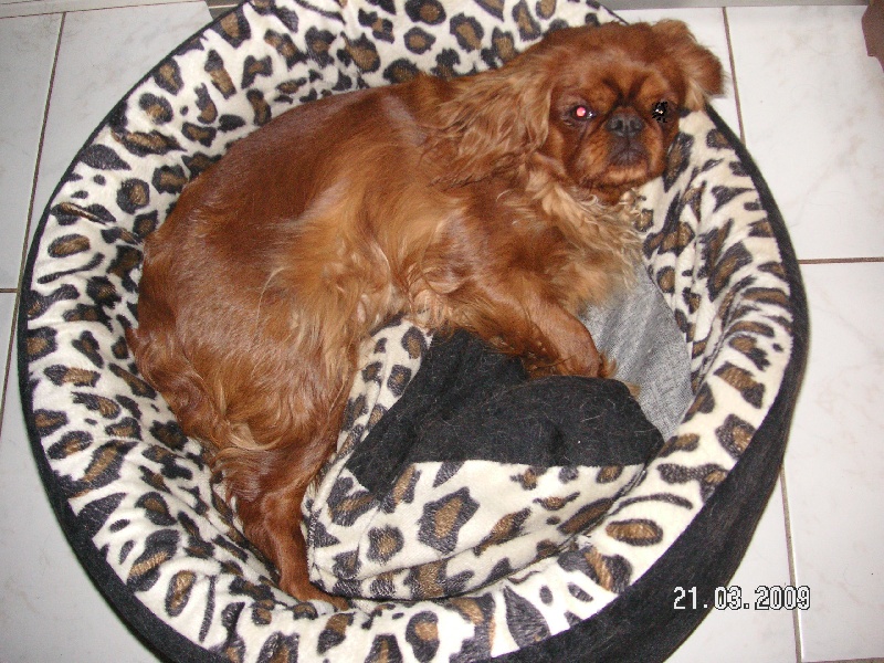 Publication : des Kings des pins parasols 