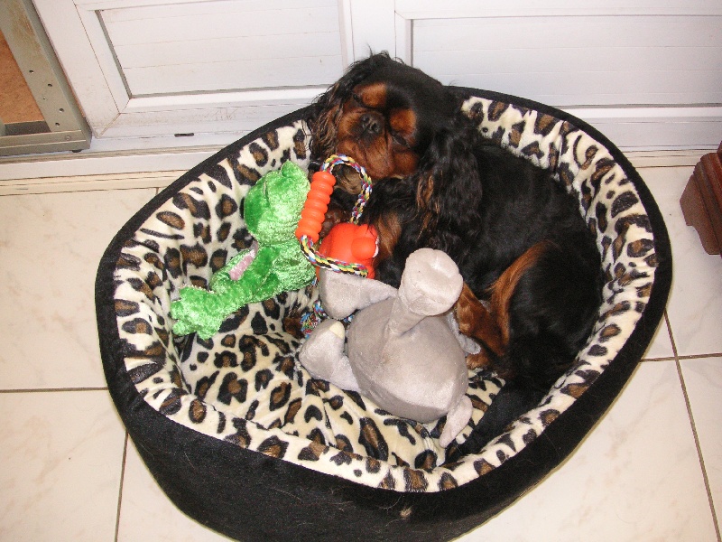 Publication : des Kings des pins parasols 