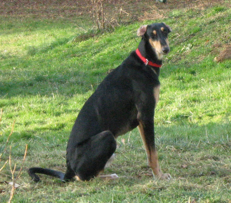 Publication : Hill's Garden 