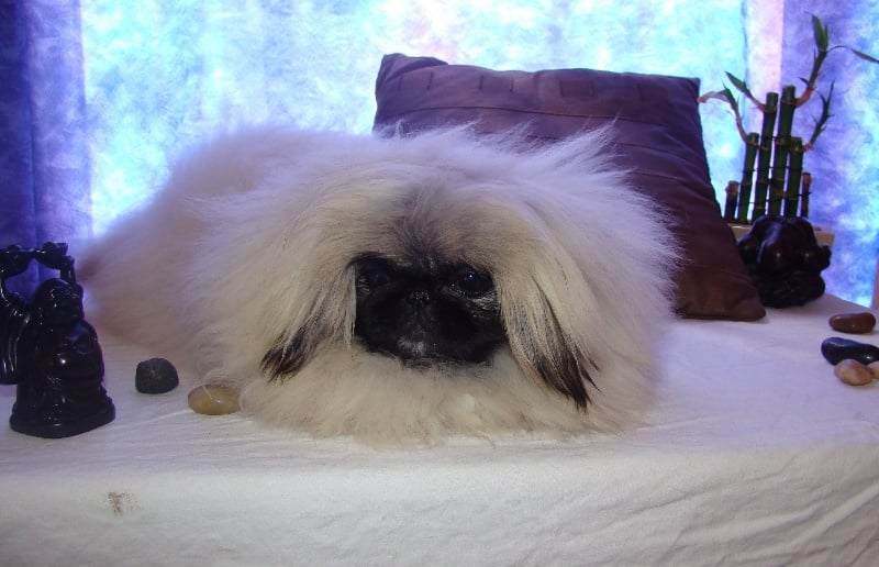 Publication : du Yang tse Kiang Auteur : Yang tse kiang kennel