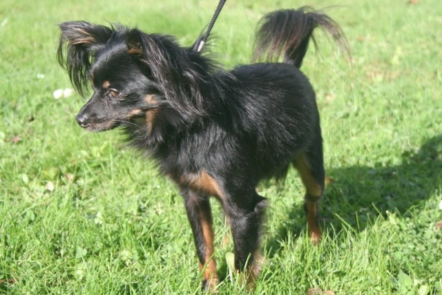 Publication : Breizh Matriochka Auteur : Nathalie CARNE