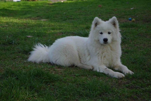 Publication : de l'éclat de Kan Auteur : Noyez Cindy