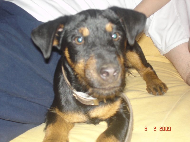 Publication : des cigales de la Sainte Victoire 