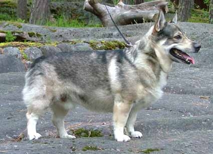 CH. applepaw's Whirly winston