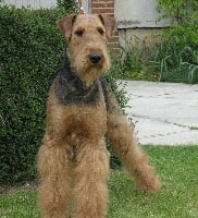 Étalon Airedale Terrier - Chléa du Barlet en Gohelle