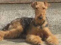 Étalon Airedale Terrier - CH. Croket du Barlet en Gohelle