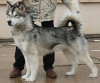 Étalon Alaskan Malamute - Come on okkomut des rives du haut Verdon