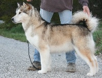 Étalon Alaskan Malamute - CH. Vamp okkomut des rives du haut Verdon