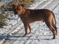 Étalon American Staffordshire Terrier - rathfelder's Legend nemo