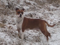 Étalon American Staffordshire Terrier - rathfelder's Legend of x-pert