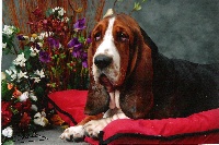 Étalon Basset Hound - Britney De la ferme de biesse