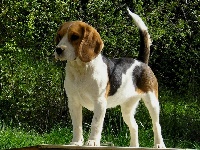 Étalon Beagle - Uki du Cep D'or de L'écho des Fontaines