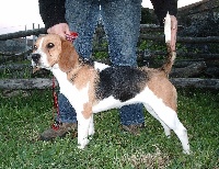 Étalon Beagle - Ione de Entresierras