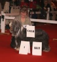 Étalon Bearded Collie - No-nonsense's diam's Le clos de la rénarde