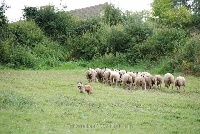 Étalon Berger des Pyrenees à poil long - Réquista De la vie pastorale de vap