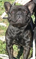 TN200_chiens-Bouledogue-francais-bf9eb68b-bc00-9634-29d2-d75a7b6dcc66.jpg