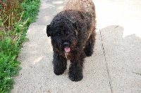 Étalon Bouvier des Flandres - Caline de lage baston Titre Initial