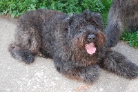 Étalon Bouvier des Flandres - Chergui du bois de la Falade