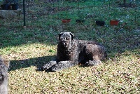 Étalon Bouvier des Flandres - (Sans Affixe) bancha