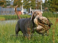 Étalon Braque de Weimar - Mystical Shadows Gunnar grimmar