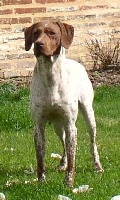 Étalon Braque français, type Pyrenees (petite taille) - Arwen de la campagne enchantée