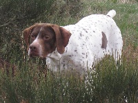 Étalon Braque français, type Pyrenees (petite taille) - Tussy du vallon de Beaudini