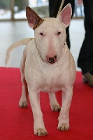 Étalon Bull Terrier - Shaft & Co Dallas cowboy