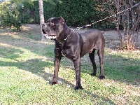 Étalon Cane Corso - Tobruk (Sans Affixe)
