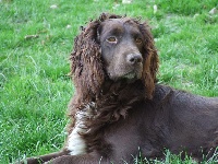 Étalon Chien d'Oysel allemand - Baya Vom hundegelaut