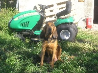 Étalon Chien de Saint-Hubert - Contesse (Sans Affixe)