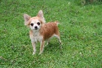 Étalon Chihuahua - Sissi Du p'tit bocage
